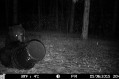 Bear-1