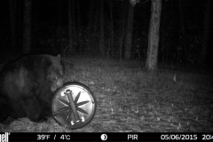 Bear-2