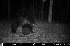 Bear-4