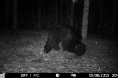 Bear-5