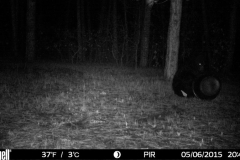Bear-6